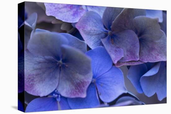 Hydrangea Blues III-Rita Crane-Premier Image Canvas