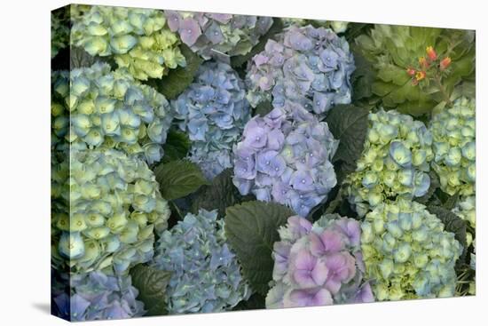 Hydrangea Close-Up of Flowers-null-Premier Image Canvas
