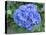 Hydrangea Flowerhead-Tony Craddock-Premier Image Canvas