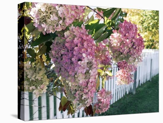 Hydrangea Garden Flowers-Tony Craddock-Premier Image Canvas