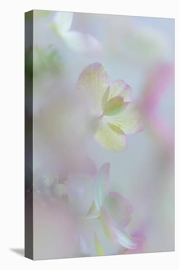 Hydrangea I-Kathy Mahan-Premier Image Canvas