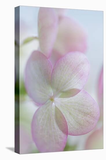 Hydrangea II-Kathy Mahan-Premier Image Canvas