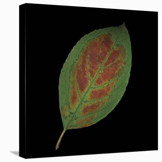 Hydrangea Leaf on Black-June Hunter-Stretched Canvas