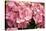 Hydrangea Macrophylla 'Rosita'-Adrian Thomas-Premier Image Canvas