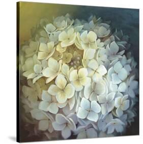 Hydrangea Portrait-Lisa Audit-Stretched Canvas