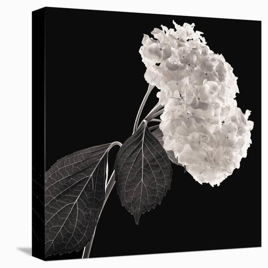 Hydrangea-Michael Harrison-Stretched Canvas