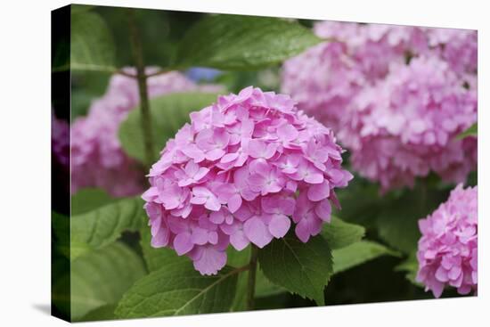 Hydrangea-Sweet Ink-Premier Image Canvas