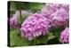 Hydrangea-Sweet Ink-Premier Image Canvas