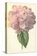 Hydrangea-Frederick Edward Hulme-Premier Image Canvas