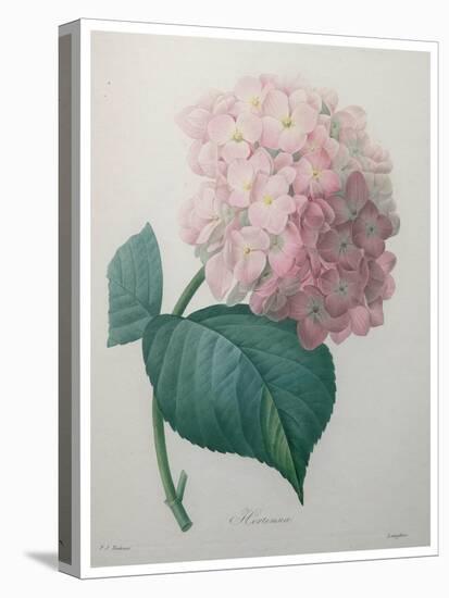 Hydrangea-Pierre-Joseph Redoute-Stretched Canvas