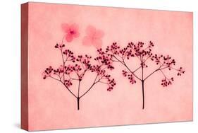 Hydrangea-Graeme Harris-Premier Image Canvas