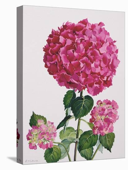 Hydrangea-Christopher Ryland-Premier Image Canvas