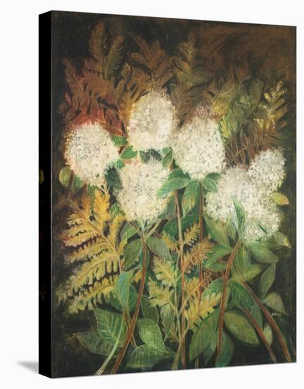 Hydrangeas and Ferns-Maret Hensick-Stretched Canvas