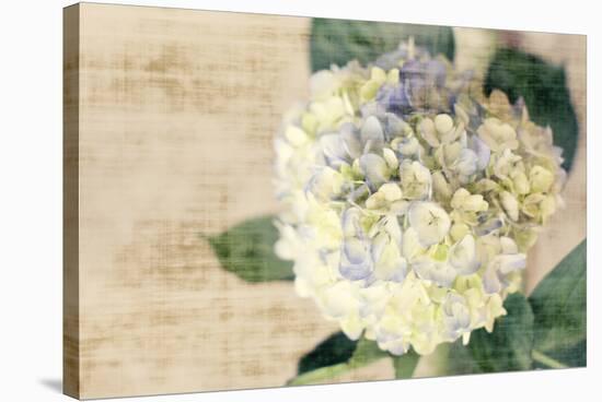 Hydrangeas II-Susan Bryant-Stretched Canvas