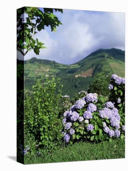 Hydrangeas in Bloom, Island of Sao Miguel, Azores, Portugal-David Lomax-Premier Image Canvas