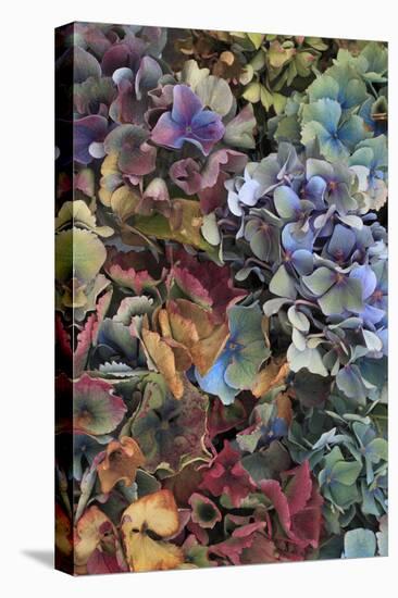 Hydrangeas in Garden, Portland, Oregon, USA-Jaynes Gallery-Premier Image Canvas