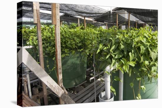 Hydroponic Waste Management System-Matthew Oldfield-Premier Image Canvas