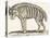 Hyena, 1850 (Engraving)-Louis Simon (1810-1870) Lassalle-Premier Image Canvas