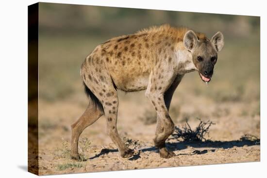 Hyena Walking in Morning Sun-null-Premier Image Canvas