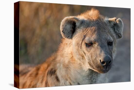 Hyena-Howard Ruby-Premier Image Canvas