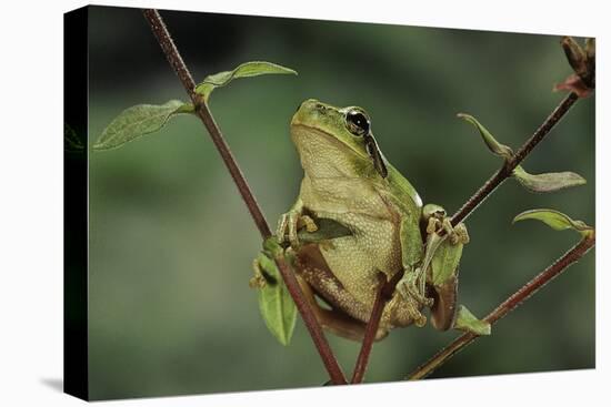 Hyla Meridionalis (Mediterranean Tree Frog)-Paul Starosta-Premier Image Canvas
