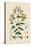 'Hypericum Boeticum. Waved-leaved St. John's Wort', 19th Century-Unknown-Premier Image Canvas