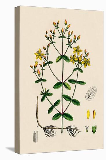 'Hypericum Boeticum. Waved-leaved St. John's Wort', 19th Century-Unknown-Premier Image Canvas