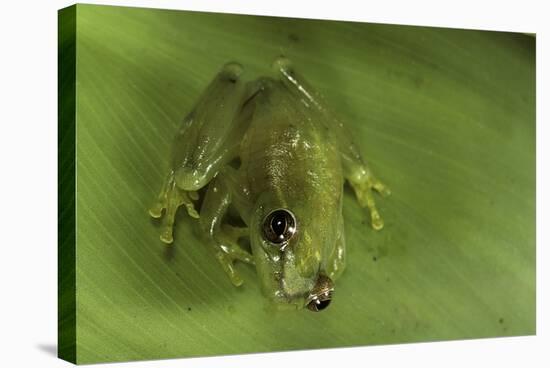 Hyperolius Sp. (African Reed Frog)-Paul Starosta-Premier Image Canvas