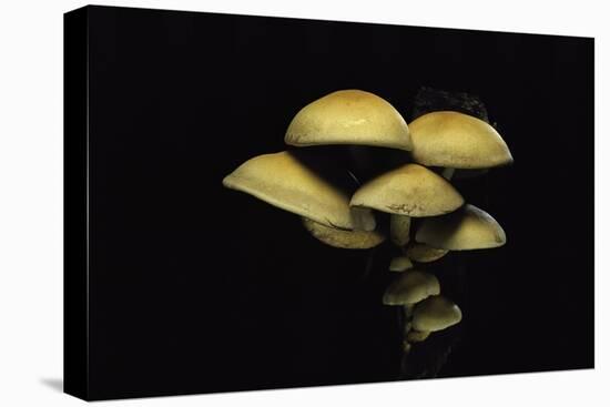 Hypholoma Fasciculare (Sulphur Tuft, Clustered Woodlover)-Paul Starosta-Premier Image Canvas