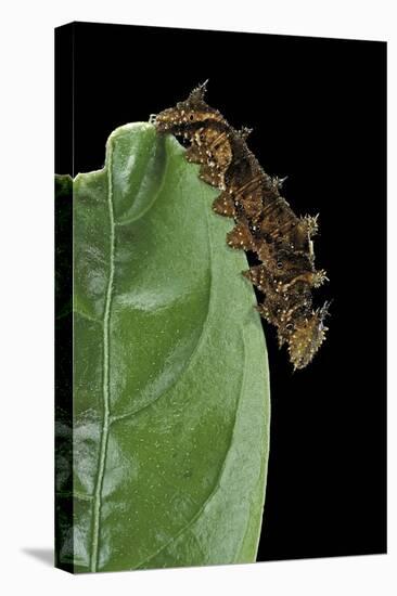 Hypna Clytemnestra (Jazzy Leafwing, Marbled Leafwing) - Caterpillar-Paul Starosta-Premier Image Canvas