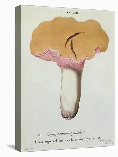 Hyprophyllum Aquifolii, Plate 38 from 'Iconographie Des Champignons De J. J. Paulet'-Fossier-Premier Image Canvas