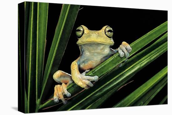 Hypsiboas Heilprini (Los Bracitos Treefrog)-Paul Starosta-Premier Image Canvas