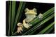 Hypsiboas Heilprini (Los Bracitos Treefrog)-Paul Starosta-Premier Image Canvas