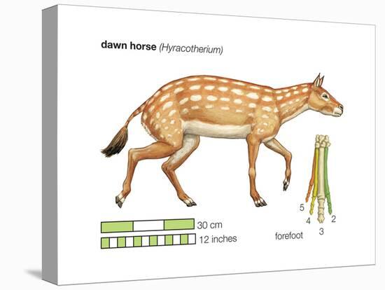 Hyracotherium (Eohippus), Extinct Dawn Horse, Mammals-Encyclopaedia Britannica-Stretched Canvas
