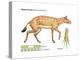 Hyracotherium (Eohippus), Extinct Dawn Horse, Mammals-Encyclopaedia Britannica-Stretched Canvas