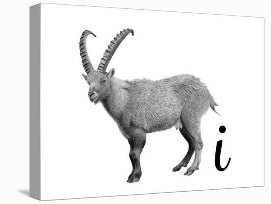 I is for Ibex-Stacy Hsu-Stretched Canvas