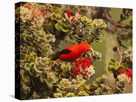 I'Iwi Bird, Haleakala National Park, Maui, Hawaii, USA-Cathy & Gordon Illg-Premier Image Canvas