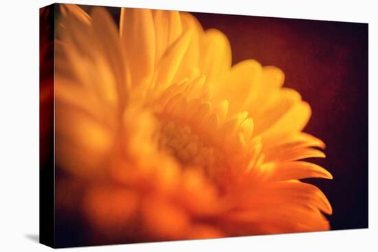 I Love the Sun-Philippe Sainte-Laudy-Premier Image Canvas