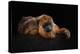 I'm Bored - Baboune - Alouatta Macconnelli-Mathilde Guillemot-Premier Image Canvas