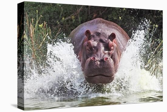 I'm Going to Get You!!-Wayne Pearson-Premier Image Canvas