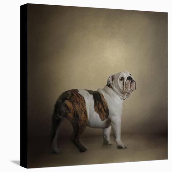 I Think I Smell a Treat Bulldog-Jai Johnson-Premier Image Canvas