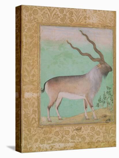 Ibex, Mughal-null-Premier Image Canvas