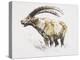 Ibex, Noasca-Mark Adlington-Premier Image Canvas