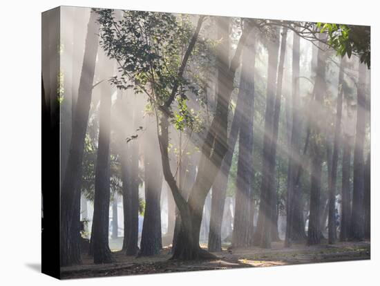 Ibirapuera park's trees in the mist, with light rays-Alex Saberi-Premier Image Canvas