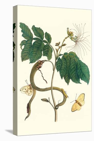 Ice Cream Bean with Apricot Sulphur Butterfly-Maria Sibylla Merian-Stretched Canvas