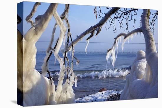 Ice-Crusted Trees in Front of the Brodten Shore Near TravemŸnde, Morning Light-Uwe Steffens-Premier Image Canvas