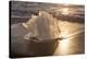 Ice Tulip-Michael Blanchette Photography-Stretched Canvas