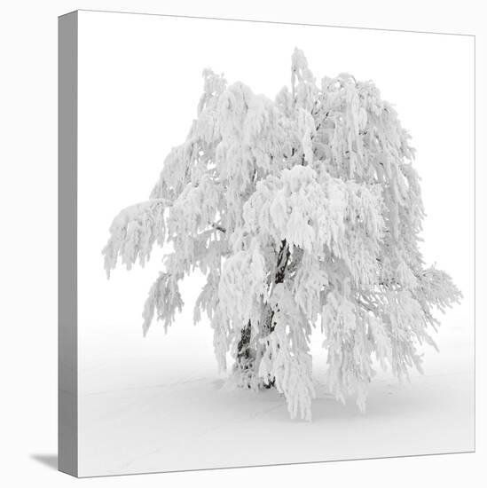 Iced Tree-Philippe Sainte-Laudy-Premier Image Canvas