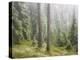 Iced Up Forest in the Wechsel Region, Lower Austria, Austria-Rainer Mirau-Premier Image Canvas