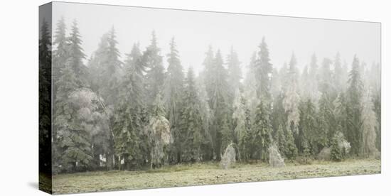 Iced Up Forest in the Wechsel Region, Lower Austria, Austria-Rainer Mirau-Premier Image Canvas